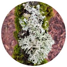 Attēlu rezultāti vaicājumam “Evernia prunastri”