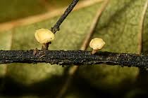 Attēlu rezultāti vaicājumam “Hymenoscyphus fraxineus”