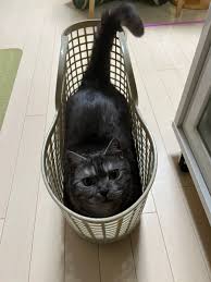 猫次郎o에 대한 이미지 검색결과