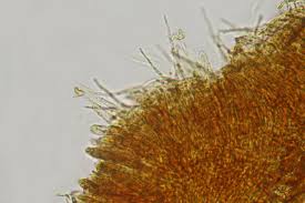 Attēlu rezultāti vaicājumam “Hyaloscypha hyalina”