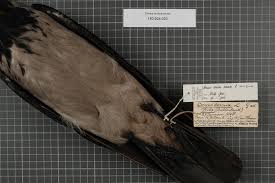 Attēlu rezultāti vaicājumam “Corvus cornix adult”