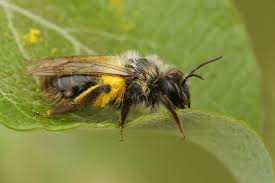 Attēlu rezultāti vaicājumam “Andrena vaga”