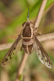 Attēlu rezultāti vaicājumam “Bombyliidae”