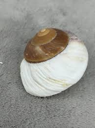 Attēlu rezultāti vaicājumam “Cepaea hortensis”