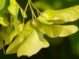 Attēlu rezultāti vaicājumam “Acer platanoides fruit”