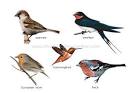 ANIMAL KINGDOM :: BIRDS :: EXAMPLES OF BIRDS [1] image - Visual ...