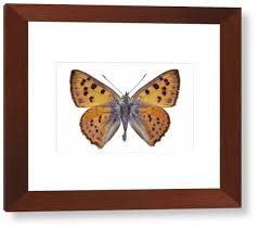 Attēlu rezultāti vaicājumam “Lycaena alciphron underside”