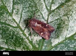 Attēlu rezultāti vaicājumam “Celaena leucostigma”