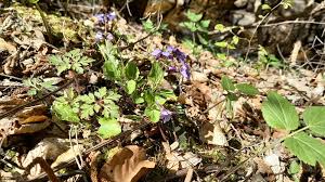 Attēlu rezultāti vaicājumam “Viola reichenbachiana”