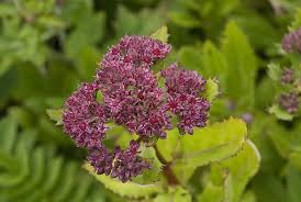 Attēlu rezultāti vaicājumam “Hylotelephium telephium bud”