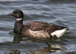 Attēlu rezultāti vaicājumam “Branta bernicla”