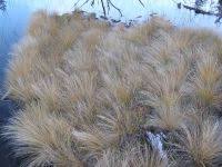 Attēlu rezultāti vaicājumam “Eleocharis quinqueflora flower”