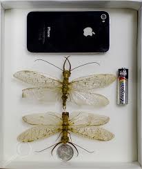 Attēlu rezultāti vaicājumam “Megaloptera”