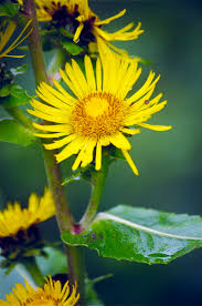 Image result for Inula helenium
