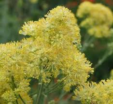 Attēlu rezultāti vaicājumam “Thalictrum lucidum”