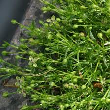 Attēlu rezultāti vaicājumam “Sagina procumbens”