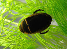 Attēlu rezultāti vaicājumam “Hydaticus transversalis”