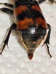 Attēlu rezultāti vaicājumam “Nicrophorus investigator imago”