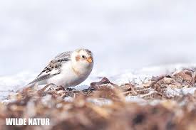 Attēlu rezultāti vaicājumam “Plectrophenax nivalis adult”