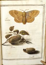 Attēlu rezultāti vaicājumam “Lasiocampa quercus”