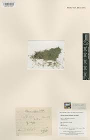 Attēlu rezultāti vaicājumam “Chara aspera”