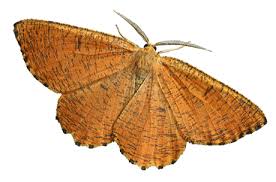 Attēlu rezultāti vaicājumam “Protoschinia scutosa”