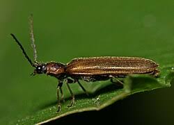 Attēlu rezultāti vaicājumam “Denticollis linearis”