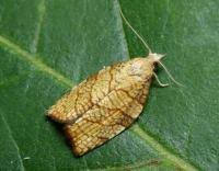 Attēlu rezultāti vaicājumam “Pandemis corylana”