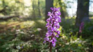 Attēlu rezultāti vaicājumam “Orchis mascula flower”