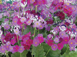 Image result for Primula malacoides