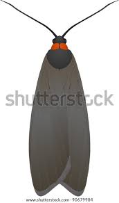 Attēlu rezultāti vaicājumam “Atolmis rubricollis”