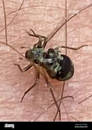 Attēlu rezultāti vaicājumam “Metylophorus nebulosus”