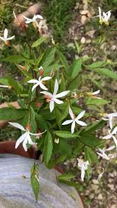 Attēlu rezultāti vaicājumam “Gillenia trifoliata flower”