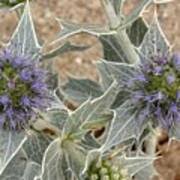 Attēlu rezultāti vaicājumam “Eryngium maritimum”