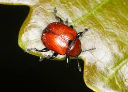 Attēlu rezultāti vaicājumam “Attelabus nitens”