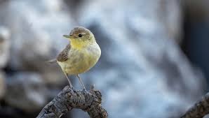 Attēlu rezultāti vaicājumam “Phylloscopus collybita adult”