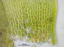 Attēlu rezultāti vaicājumam “Sciuro-hypnum populeum”