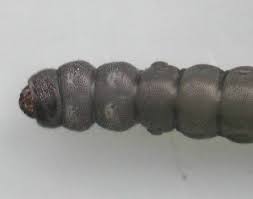 Attēlu rezultāti vaicājumam “Eriocraniidae”