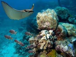 Image result for Looe Diving Club