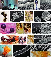 Attēlu rezultāti vaicājumam “Paradiacheopsis sp.”