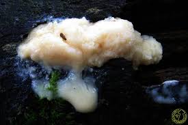 Attēlu rezultāti vaicājumam “Fuligo cinerea”