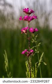 Attēlu rezultāti vaicājumam “Silene viscaria bud”