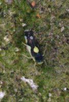 Attēlu rezultāti vaicājumam “Eupteryx vittata”