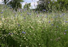 Image result for Centaurea cyanus