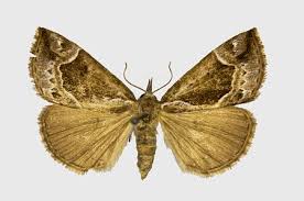 Attēlu rezultāti vaicājumam “Hypena crassalis”