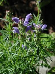 Attēlu rezultāti vaicājumam “Dracocephalum ruyschiana”