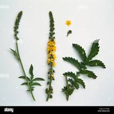 Attēlu rezultāti vaicājumam “Agrimonia eupatoria leaf”