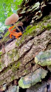 Attēlu rezultāti vaicājumam “Hemitrichia decipiens stalked”