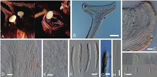 Attēlu rezultāti vaicājumam “Hymenoscyphus sp.”