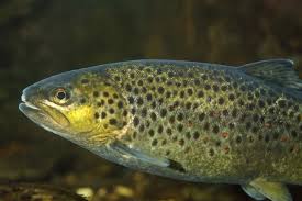 Image result for Salmo trutta trutta